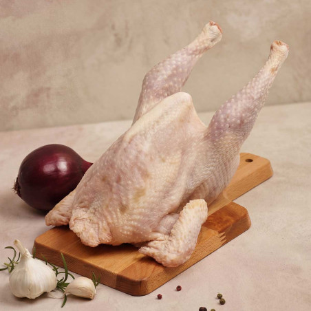 Gallina ligera